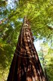 redwoods101012cew05.jpg