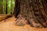 redwoods101012cew10.jpg