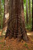 redwoods101012cew15.jpg